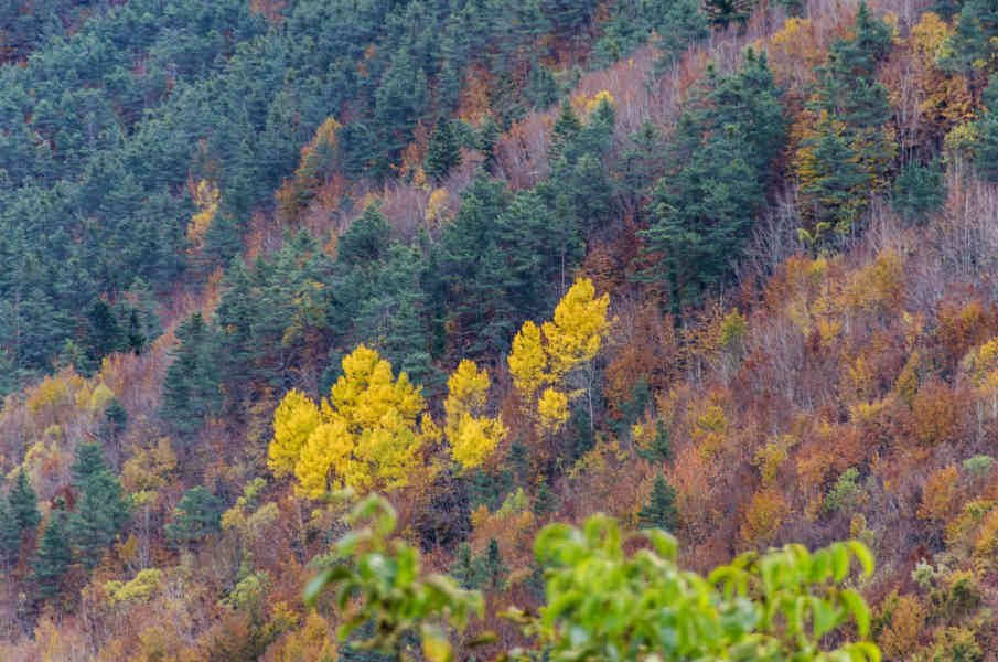 Comunidad Foral de Navarra 017 - valle de Salazar.jpg